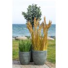 Cirokfű műnövény 110 cm